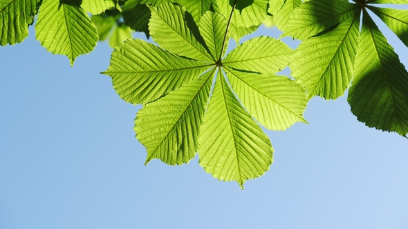 Chestnut Tree Leaves on a Sunny Day