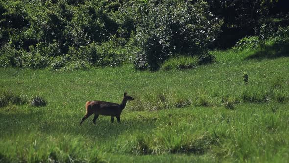 A beautiful deer cautiously walking across the green grass plains of Aberdares, Kenya - slow motion