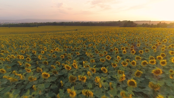 Sunflowers Field at Sunset and Colorful Sky. Aerial View