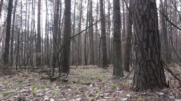 Forest Landscape Aerial View Slow Motion