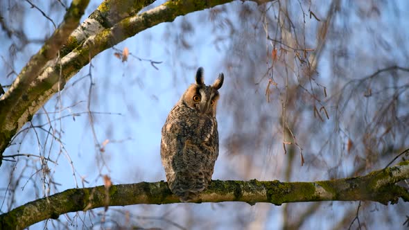 Owl sit in a tree and looking on the the camera