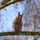 Owl sit in a tree and looking on the the camera - VideoHive Item for Sale