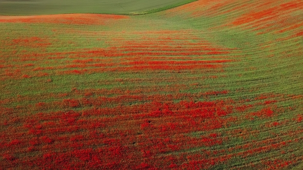 Aerial View of Poppy Hills in Moravia