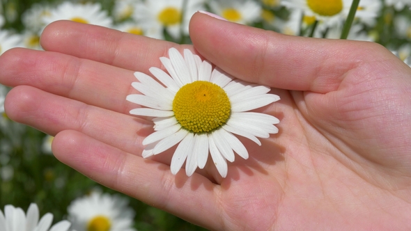 Woman Hands Holding A Daisy And A Finger Gently Stroking The Petals Of A Flower