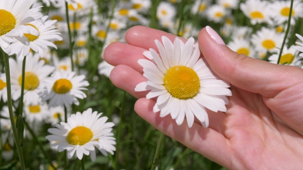 Female Hands Holding A Daisy And A Finger Gently Stroking The Petals Of A Flower