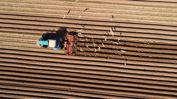 Agricultural Work on a Tractor Farmer Sows Grain.