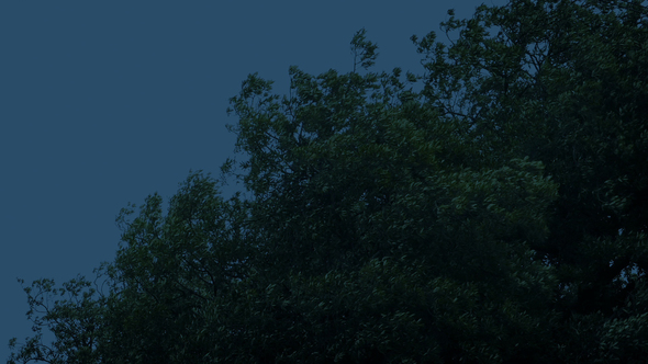 Tree Tops on Stormy Evening