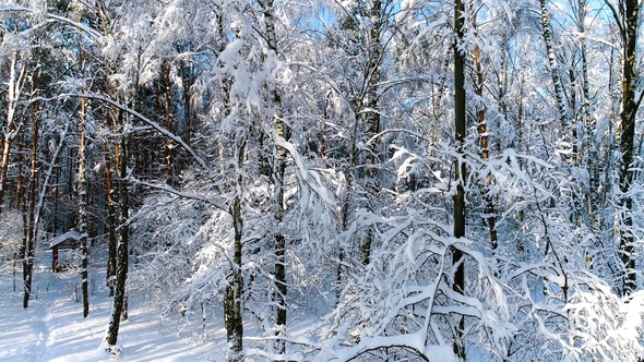 Snowy Branches in Forest. Winter Fairy Background