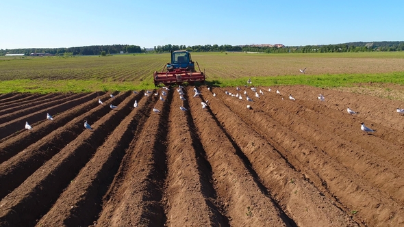 Agricultural Work on a Tractor Farmer Sows Grain.