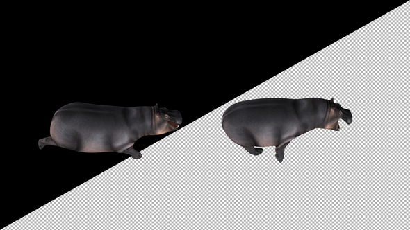 Hippopotamus Run alt