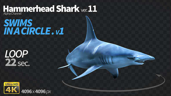 Hammerhead Shark 11 Swims in a Circle-1 alt