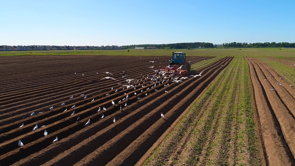 Agricultural Work on a Tractor Farmer Sows Grain.