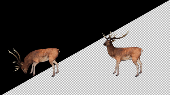 Stag Looking Around alt