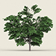 Game Ready Forest Tree 01 - 3DOcean Item for Sale