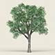 Game Ready Forest Tree 04 - 3DOcean Item for Sale