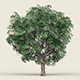 Game Ready Forest Tree 05 - 3DOcean Item for Sale