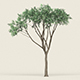 Game Ready Forest Tree 10 - 3DOcean Item for Sale