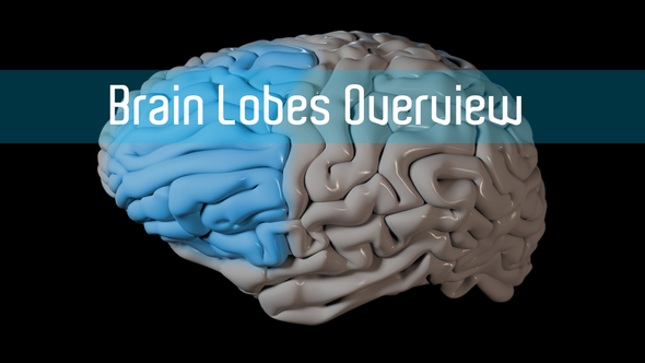 Brain Lobes Overview