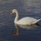 Beautiful White Swan with Red Beak Swimming in Lake - VideoHive Item for Sale