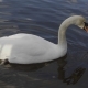 Beautiful White Swan with Red Beak Swimming in Lake, - VideoHive Item for Sale