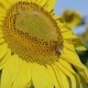 Field of Flowering Sunflowers with Bees Collecting Honey - VideoHive Item for Sale