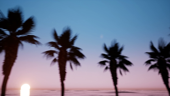 Movement of the Camera Near the Avenue of Palm Trees Subset