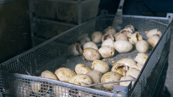 Poultry-house Workers Are Removing Baby Ducks From Eggshells