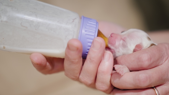 A Woman Is Feeding From a Bottle of a Newborn Puppy. Caring and Protection Concept. Side View