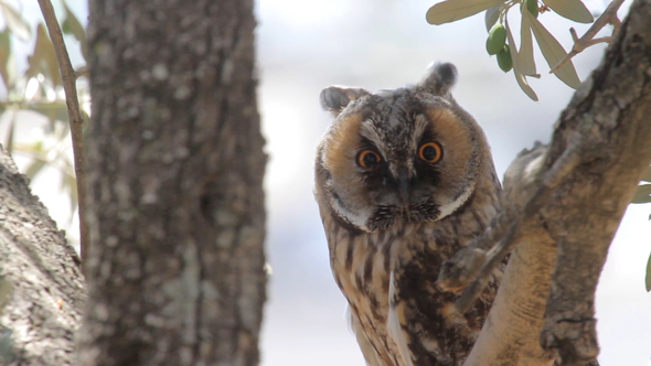 Long Eared Owl on Tree