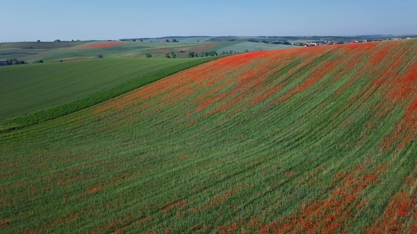 Aerial View of Poppy Hills in Moravia, Czech Republic