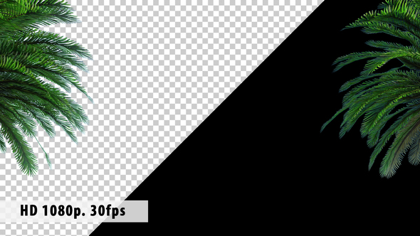 Two Palm Trees on The Edges in The Wind alt