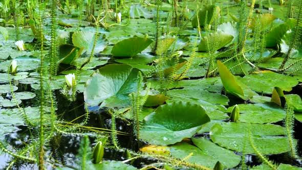 Large Green Lily Leaves On Water 