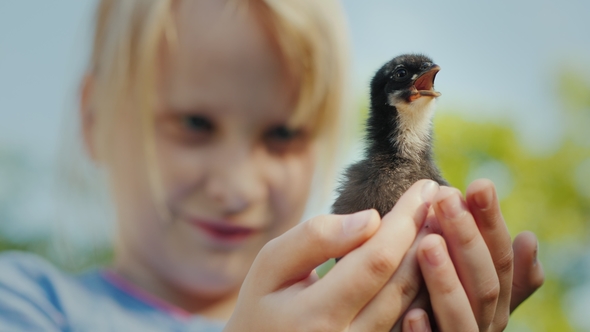 A Little Girl Is Holding a Live Chick in Her Hands