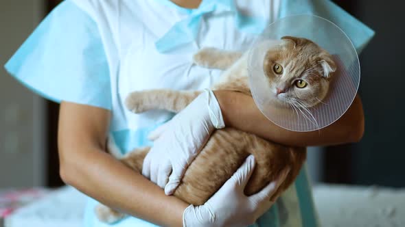 Female Veterinarian Doctor Is Holding on Her Hands a Cat with Plastic Cone