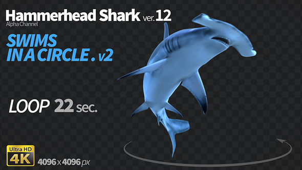 Hammerhead Shark 12 Swims in a Circle-2