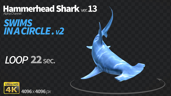 Hammerhead Shark 13 Swims in a Circle-3