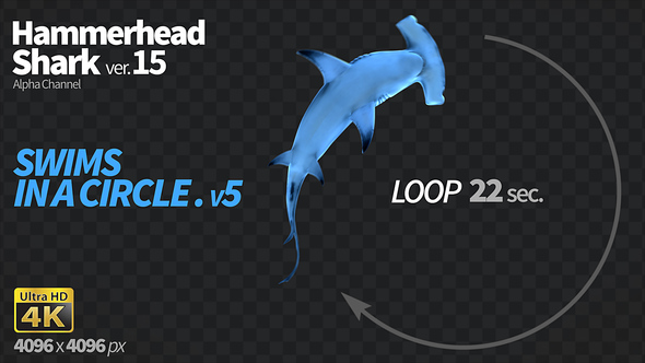 Hammerhead Shark 15 Swims in a Circle-5 alt