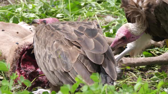 Hooded Vultures eating from a carcass 