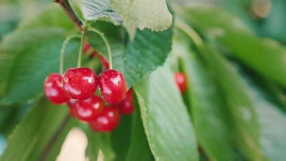 Juicy Berries of Sweet Cherry Grow on a Tree