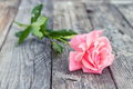 Pink rose - PhotoDune Item for Sale