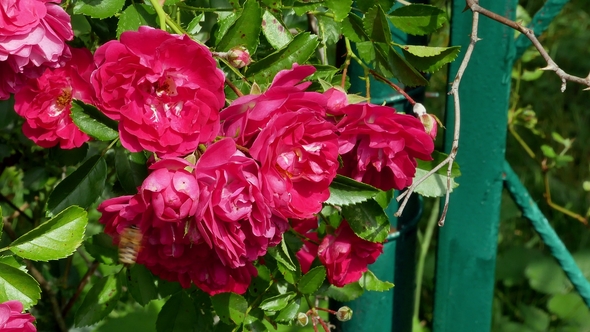 Honey Bees in the Rose Bush