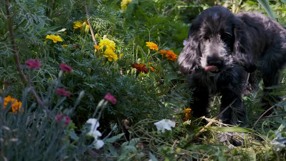 Cute Spaniel Puppy Dog Stops to Smell the Flowers in Slow Motion, Fixed Soft Focus. Black and White