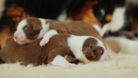 A  of a Dog That Lick Its Newborn Pups. Care for the Offspring