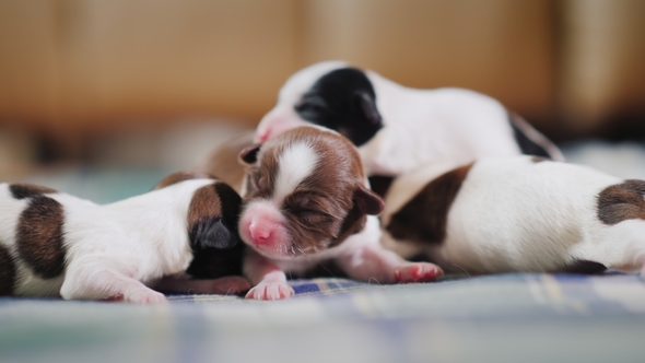 Several Cute Newborn Puppies