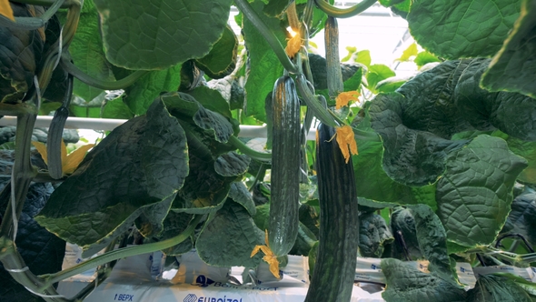 Mellow Cucumbers and Their Leaves