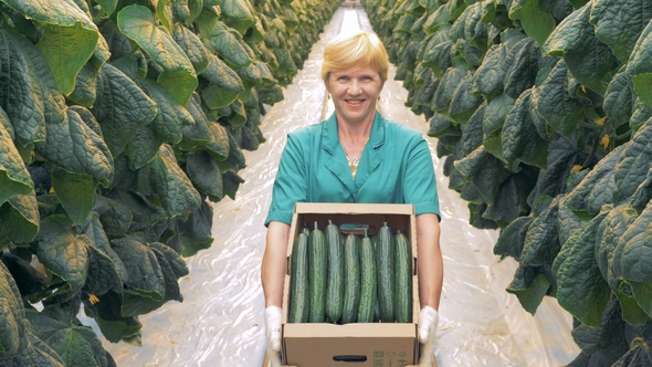Carton Box Filled with Cucumbers in the Hands of a Happy Greenery Worker