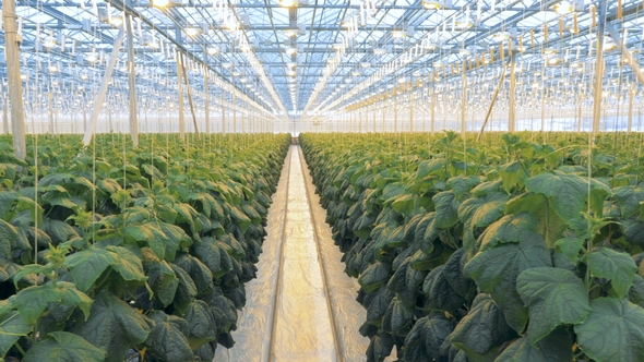 Even Rows of Tied Up Cucumber Seedlings Are Growing in a Glasshouse