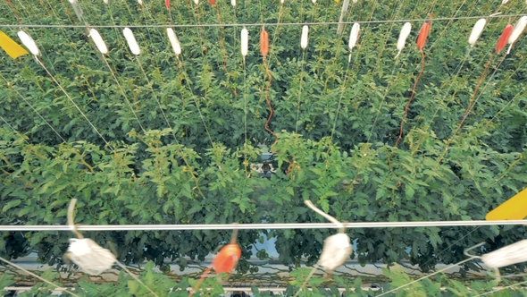 Top View of Tied Up Tomato Coppice Growing in a Farmhouse