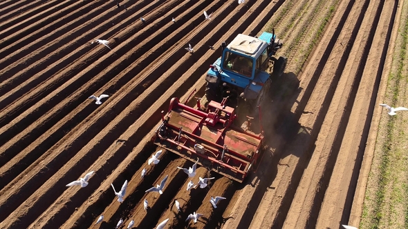 Agricultural Work on a Tractor Farmer Sows Grain.