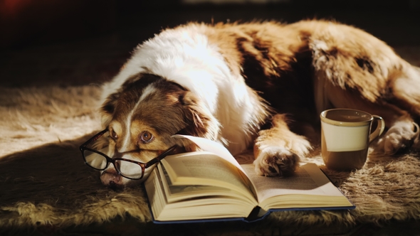 A Dog in Glasses Is Dozing Near an Open Book. Nearby Is a Cup of Tea. Warmth and Comfort in the